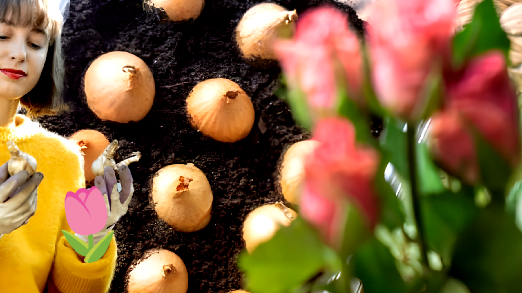 Guida alla semina dei bulbi per un giardino fiorito!"