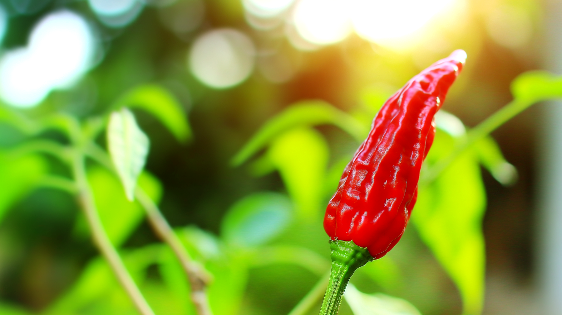 Peperoncini giardino metabolismo"